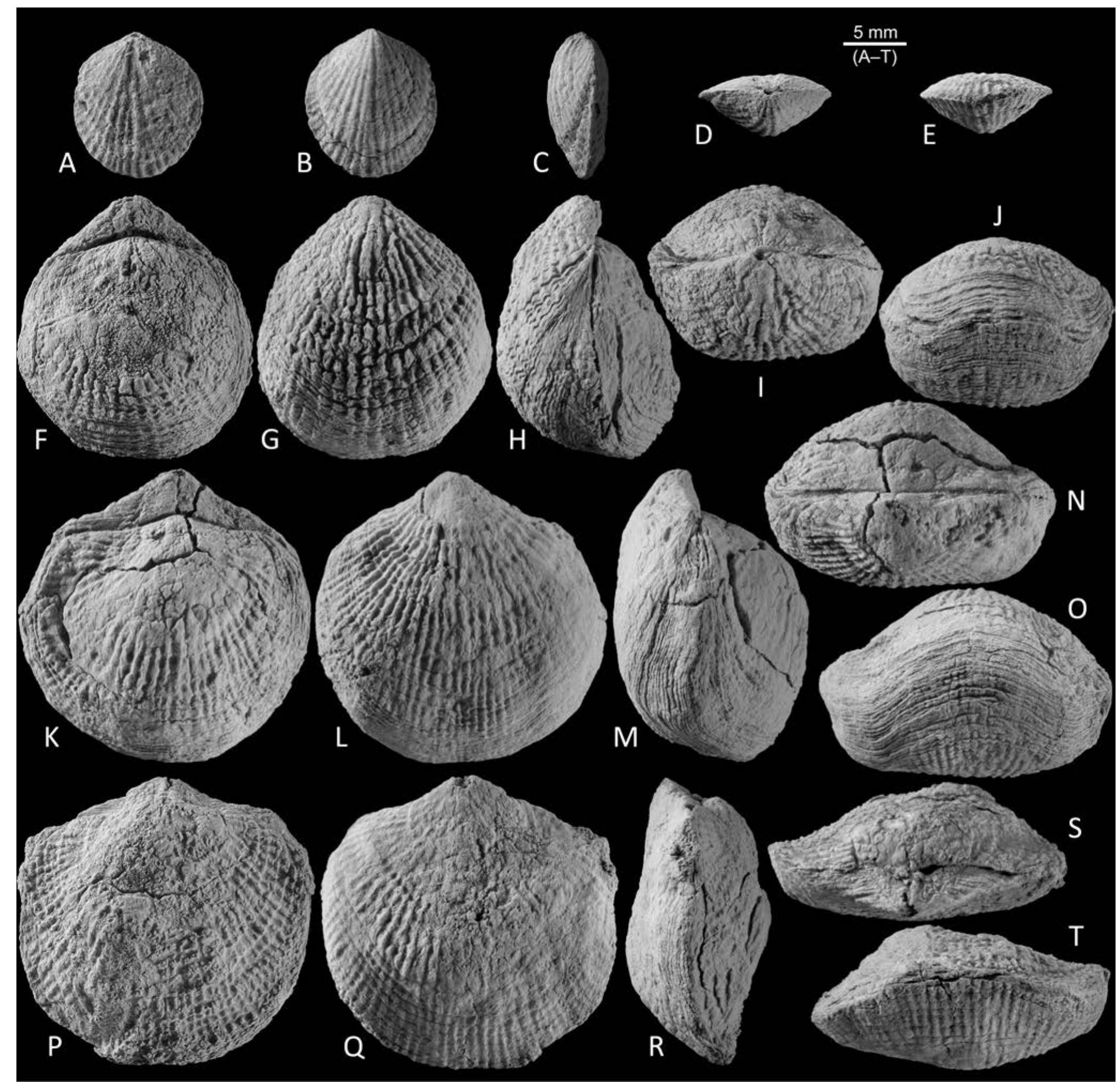 (PDF) Middle Devonian brachiopods from the southern Maїder (eastern ...