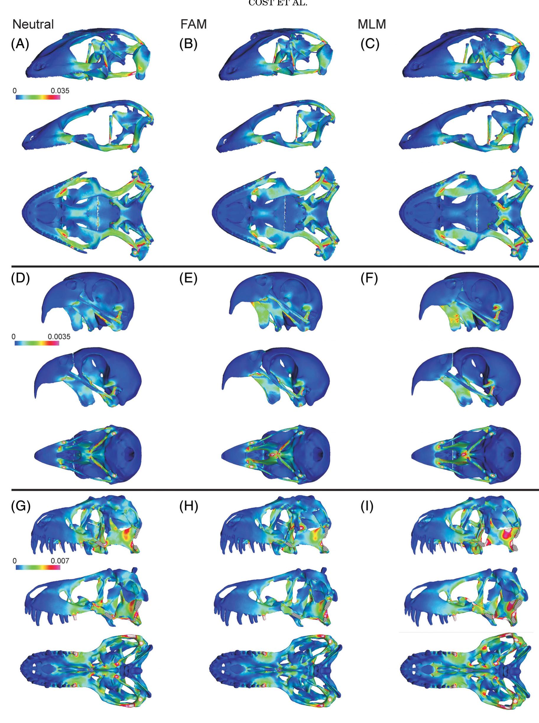 (PDF) Palatal Biomechanics and Its Significance for Cranial Kinesis in ...