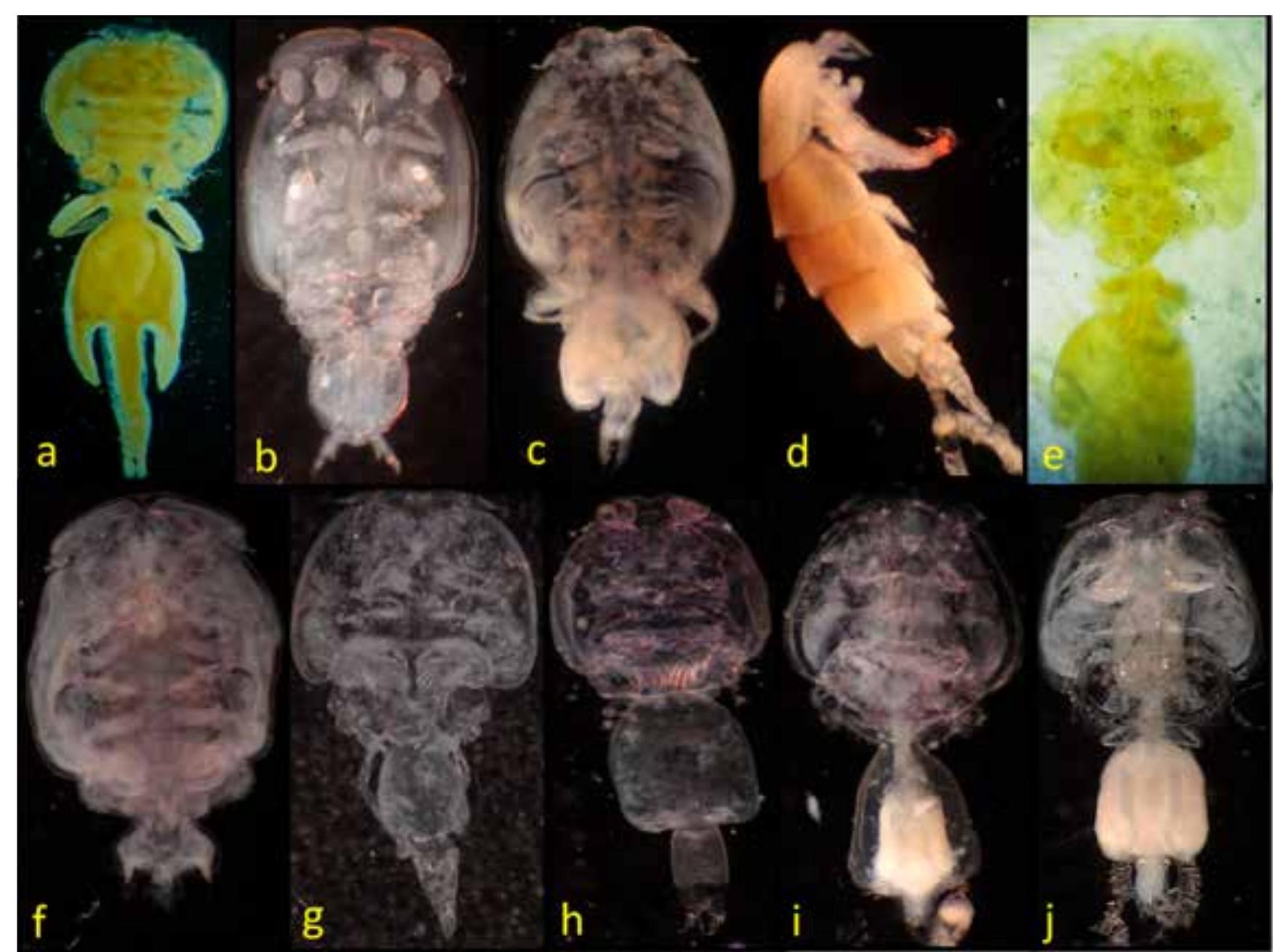 (PDF) New records of parasitic copepods (Copepoda: Pandaridae ...