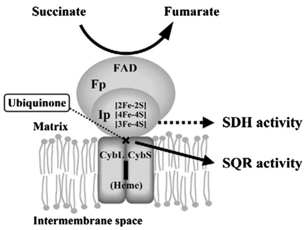 Figure 1 - from Progress in understanding molecular