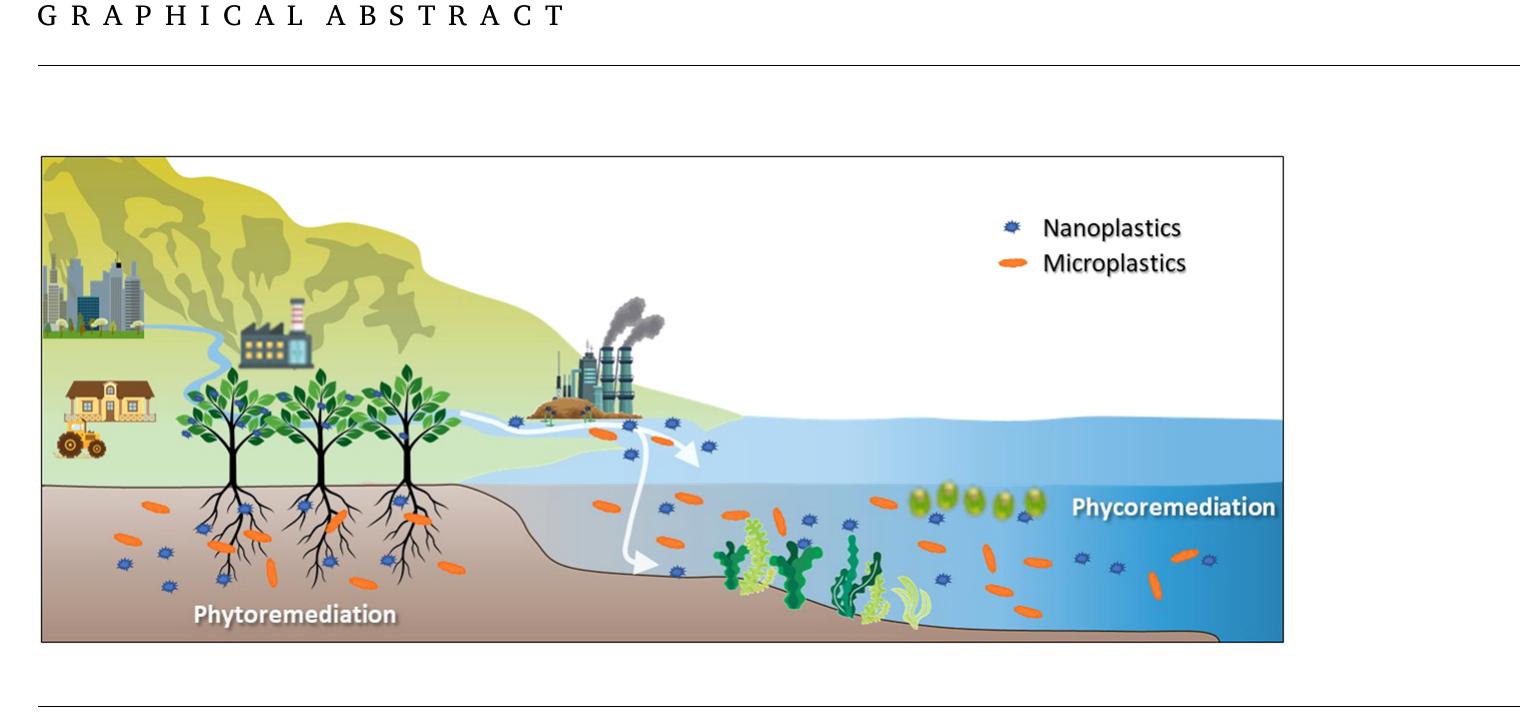 (PDF) Interplay of plastic pollution with algae and plants: hidden ...