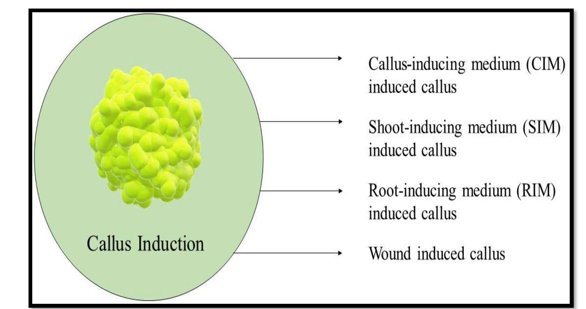 Compact Calli (PDF) Cultivation Strategies of Kenaf (Hibiscus cannabinus L.) as a ...