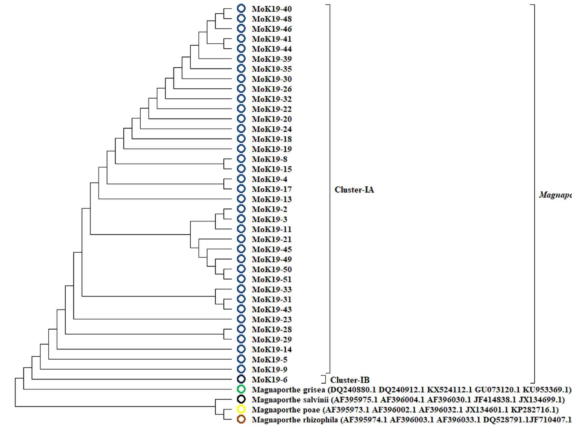 Bionj Tree Map showing the geo-origin and mating types of magnaporthe