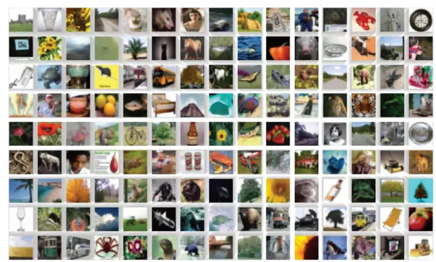 Sample images from imagenet dataset.