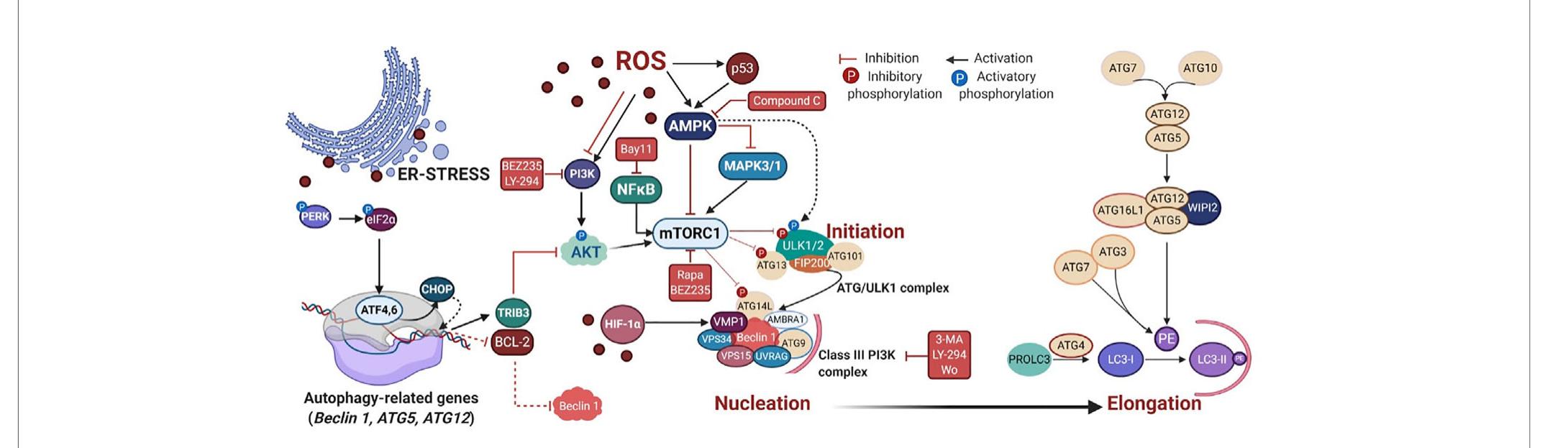 (PDF) Autophagy Regulation and Photodynamic Therapy: Insights to ...