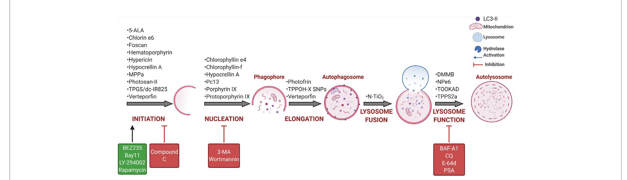 (PDF) Autophagy Regulation and Photodynamic Therapy: Insights to ...