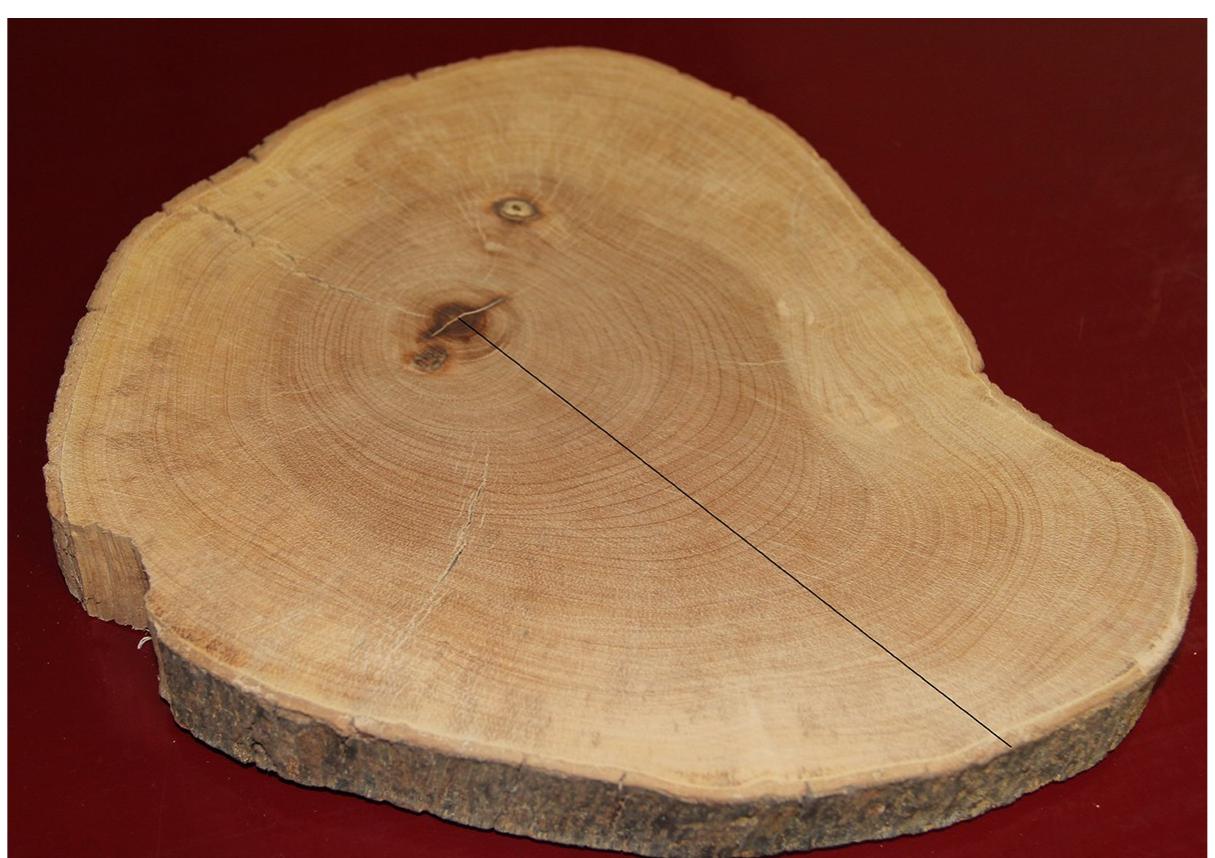 Tree Increment Core Sample Cross-section of the bole of a tree, with observable tree