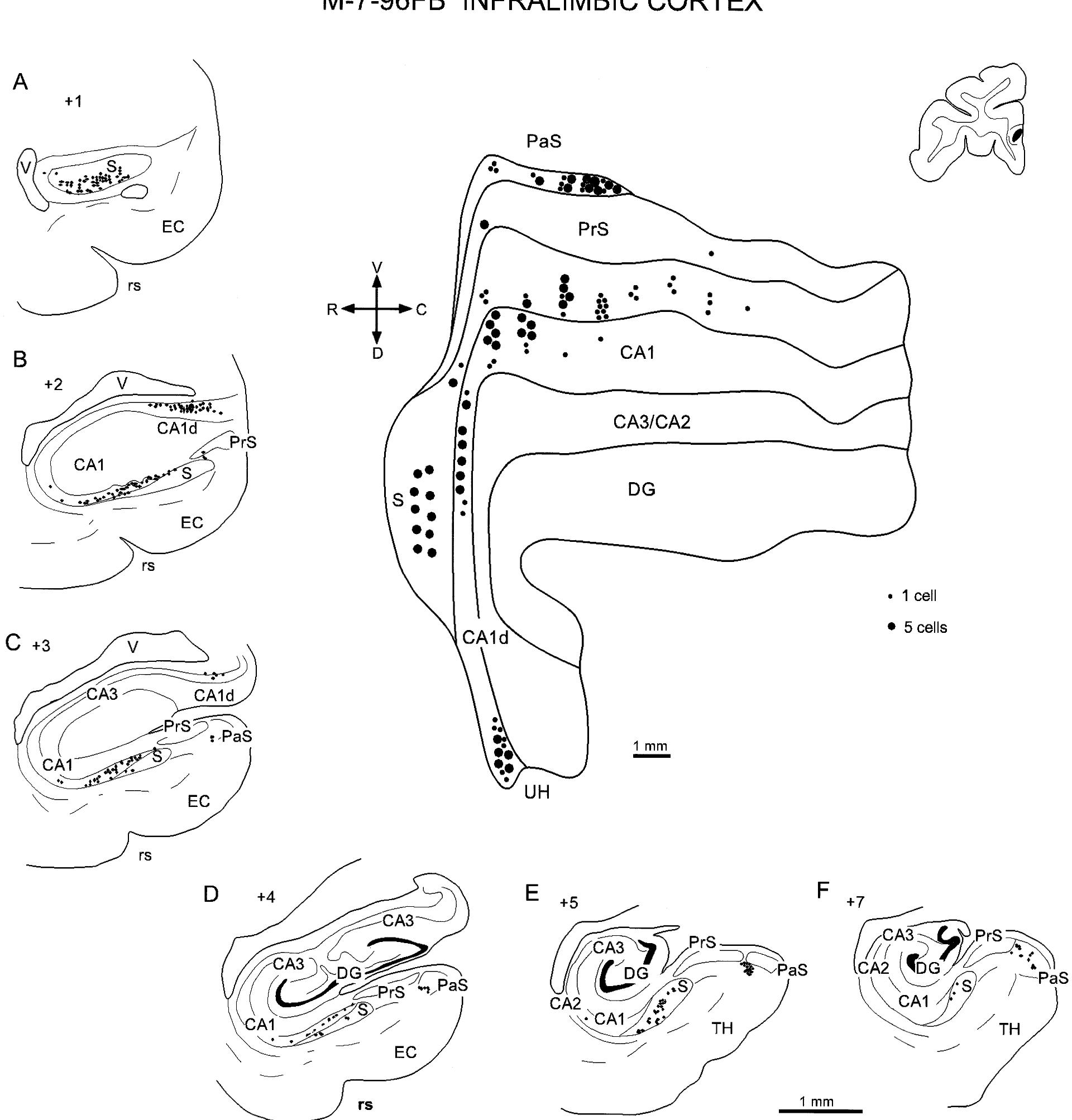 Rostral Example Example Figure 3 - from Cortical inputs to the CA1 field of the