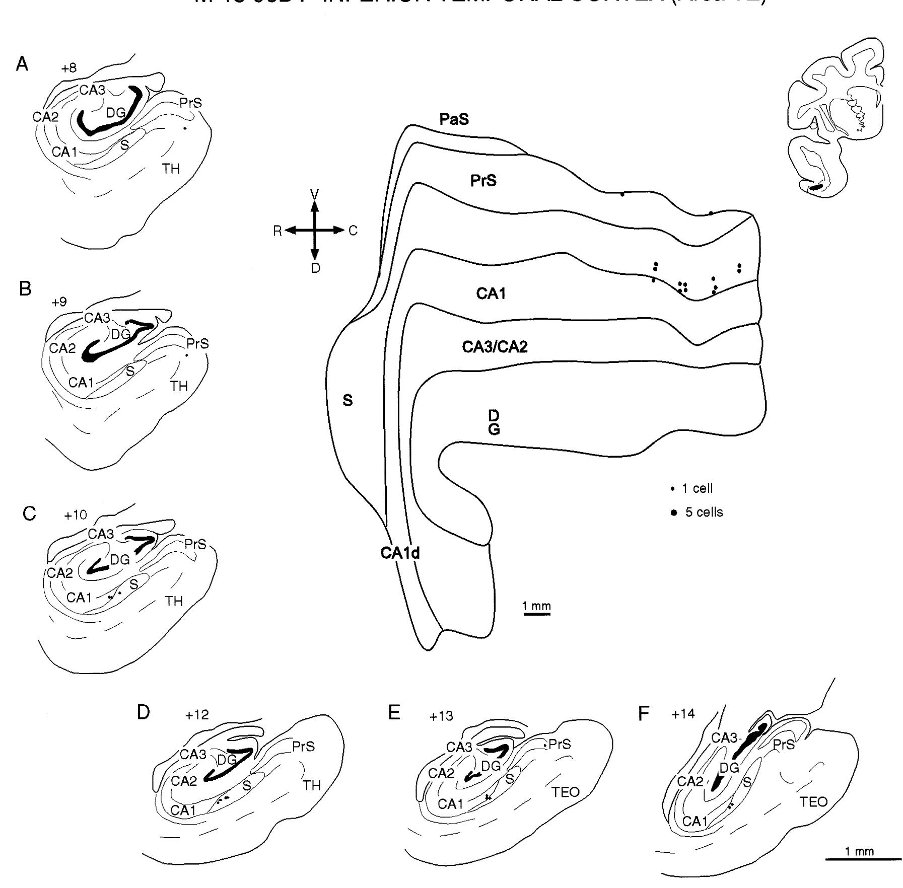 Rostral Example Example Figure 3 - from Cortical inputs to the CA1 field of the