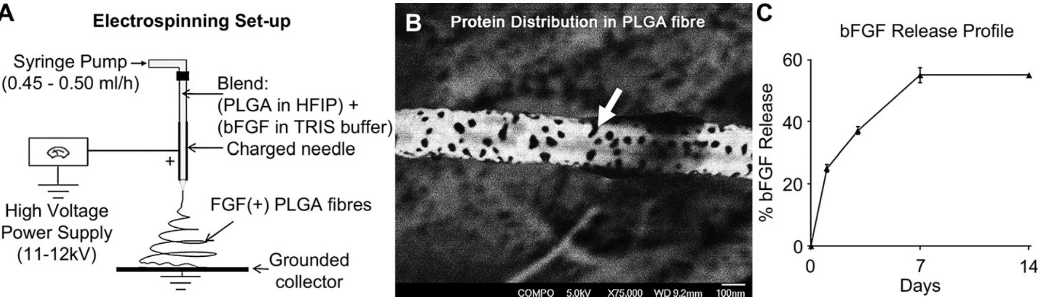 Fig. 1. A. Electrospinning setup used to fabricate bFGF-releasing ultrafine fibres from a blend of bFGF and PLGA solution; B. Back-scattered SEM image showing a blend fibre witl random distribution of protein within. C. bFGF incorporated in the fibres was released over 1 week [32,42].  BMSCs were obtained from New Zealand White Rabbits using a previously described protocol approved by the NUS Institutional Animal Care and Use Committee, National University of Singapore [20,32,42]. Biohybrid scaffolds (n = 8), sterilized by exposure to formaldehyde gas, were seeded with 1 million rabbit BMSC (P2) on each surface on successive days. The cell-seeded scaffolds were cultured in a complete  Knitted silk scaffolds of 20 mm x 40 mm dimension, were fabricated from Bombyx mori silk fibres (3 yarns; 80 fibroin filaments/yarn; diameter of filament, 10 pm; obtained from Mahasarakam University, Thailand) using a commercial knitting machine (SK270, Silver Reed, USA). The scaffolds were fitted onto stainless steel frames and degummed by a technique optimized for degumming of knitted silk scaffolds by this research group. The technique involved boiling the scaffolds in 