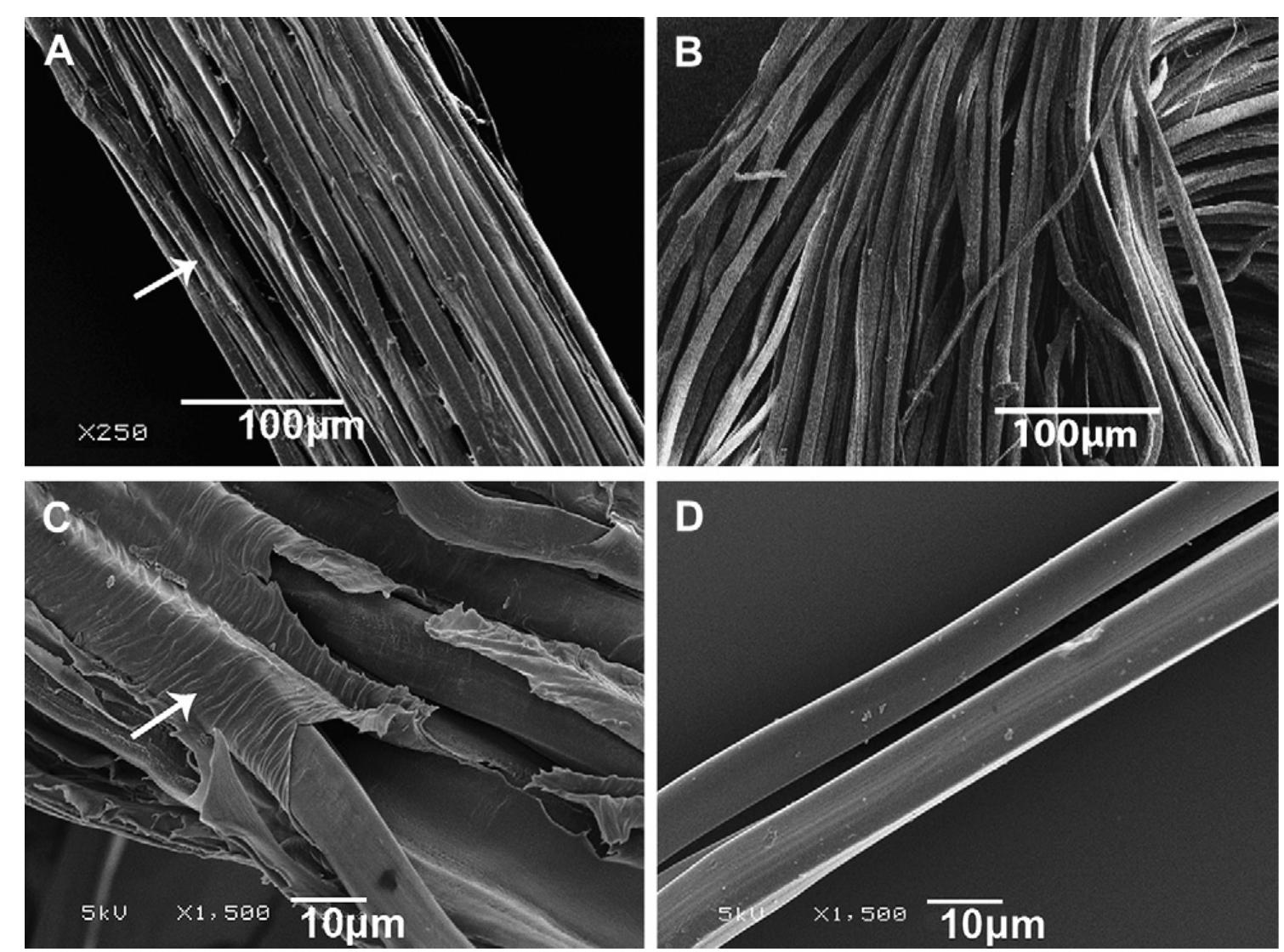 Fig. 2. SEM morphology of knitted silk scaffolds before and after degumming, showing the smoother surfaces of degummed silk (B, D) compared to native silk (A, C), indicating the removal of sericin (white arrows). 