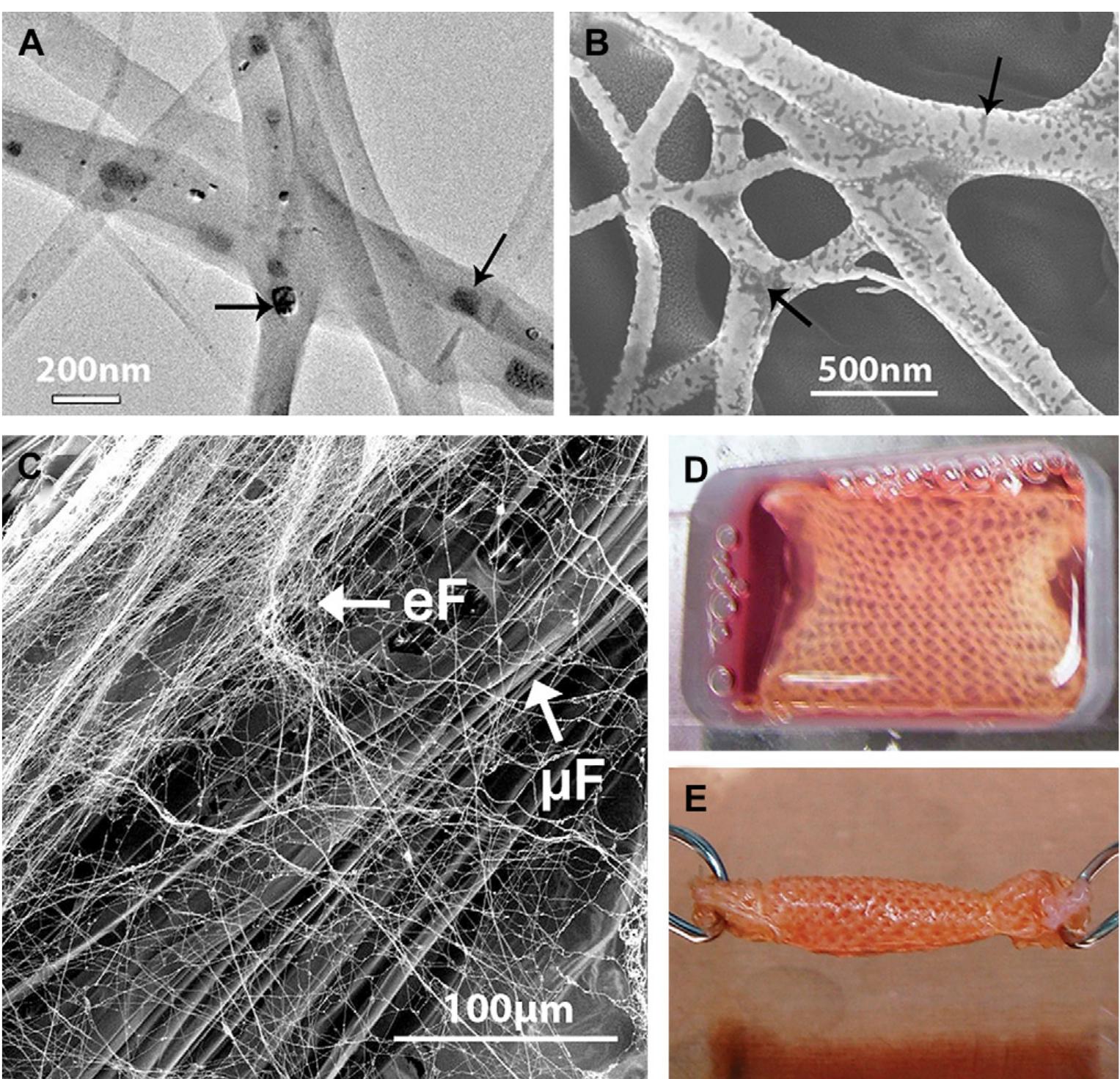 Fig. 3. A. TEM and B. back-scattered SEM images of electrospun bFGF-containing PLGA fibres showing the random distribution of proteins (indicated by black arrows) in the fibres; C SEM image of biohybrid scaffold developed by coating FGF(+) electrospun fibres (eF) on microfibrous knitted silk scaffolds (uF); D and E: BMSC-seeded biohybrid scaffold cultured in a custom-made chamber before being rolled up into cylindrical ligament/tendon analogues after 7 days of culture. 