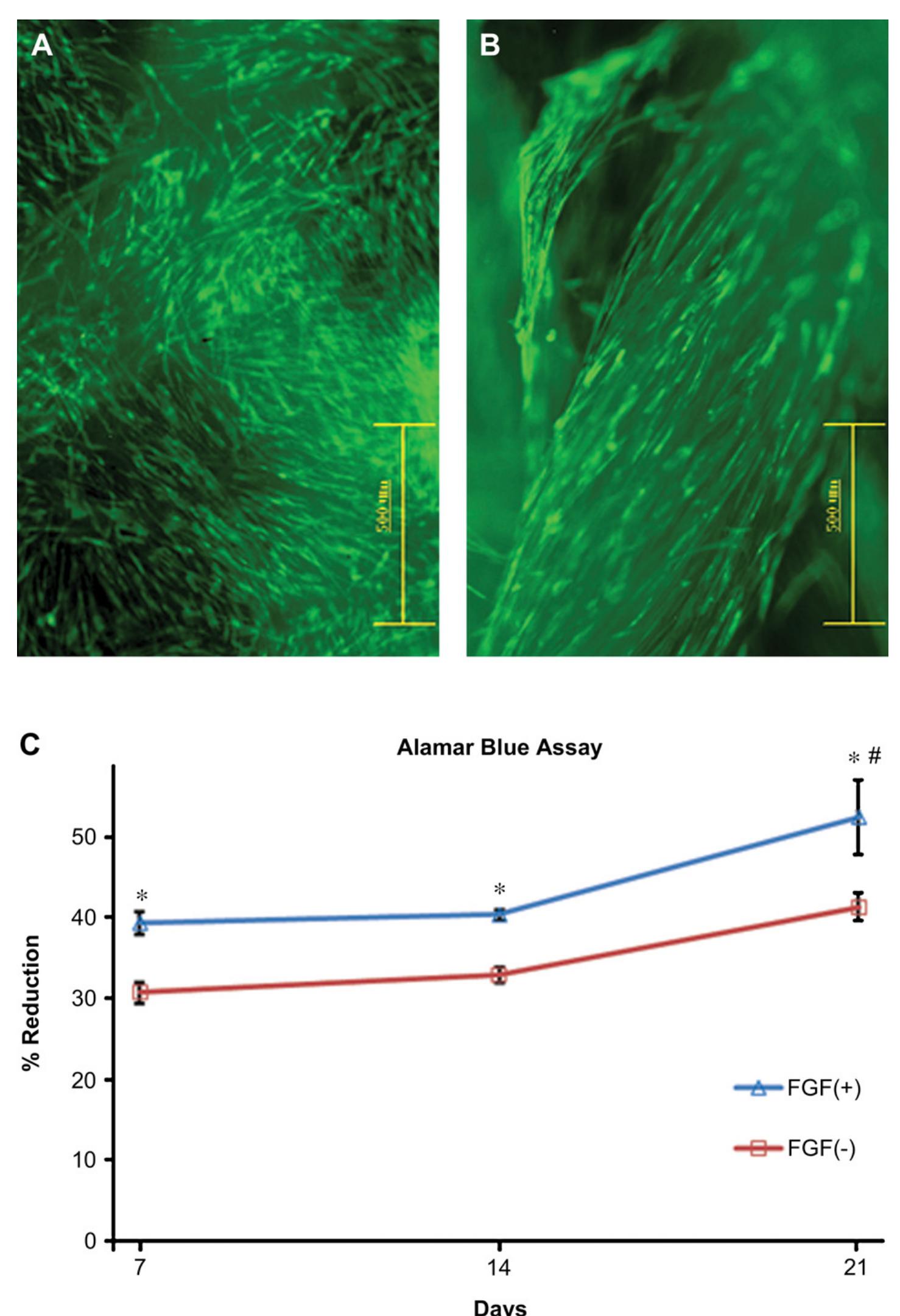 Fig. 4. Fluorescence microscopy showed FDA-stained cells proliferating on the electrospun fibrous surface (A) and the knitted microfibres (B) of the biohybrid scaffold. C. Alamai Blue assay showing consistently and significantly higher cell viability on FGF(+) group (*p < 0.05, Student's t-test), with cell proliferation increasing significantly (#, ANOVA anc post-hoc Tukey tests) in both scaffold groups during the third week of culture. 