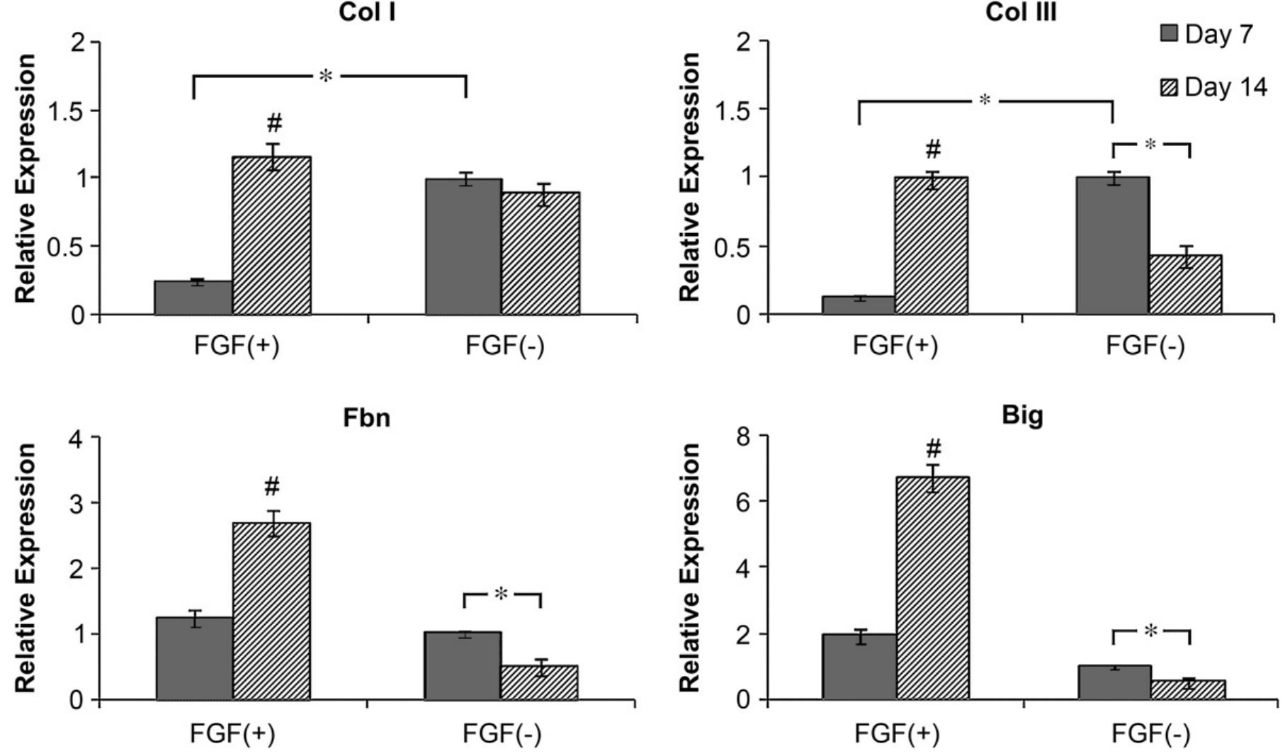 Fig. 5. Type I and Ill collagens, fibronectin and biglycan gene expression were significantly higher in BMSCs seeded on the FGF(+) biohybrid scaffolds after 14 days, compared to FGF(-+) group on day 7 as well as FGF(—) group on day 14 (indicated by #). Other statistically significant differences are indicated by * (p < 0.05). 