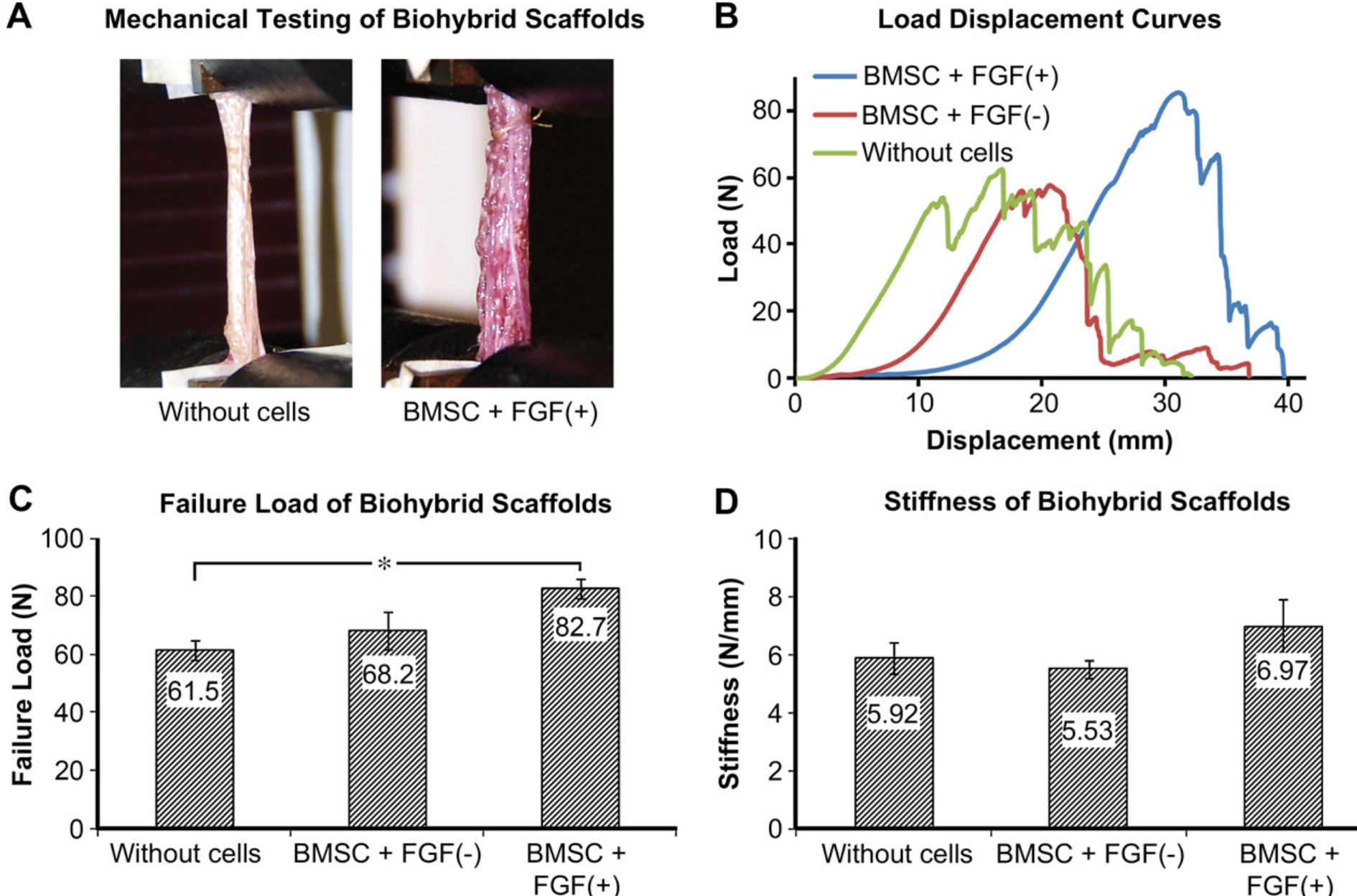 Fig. 7. A. Gross appearance of biohybrid scaffolds at mechanical testing; B. representative load-displacement curves for unseeded and BMSC-seeded scaffolds, C and D. BMSC- seeded FGF(+) biohybrid scaffolds were significantly stronger after 3 weeks of culture. 