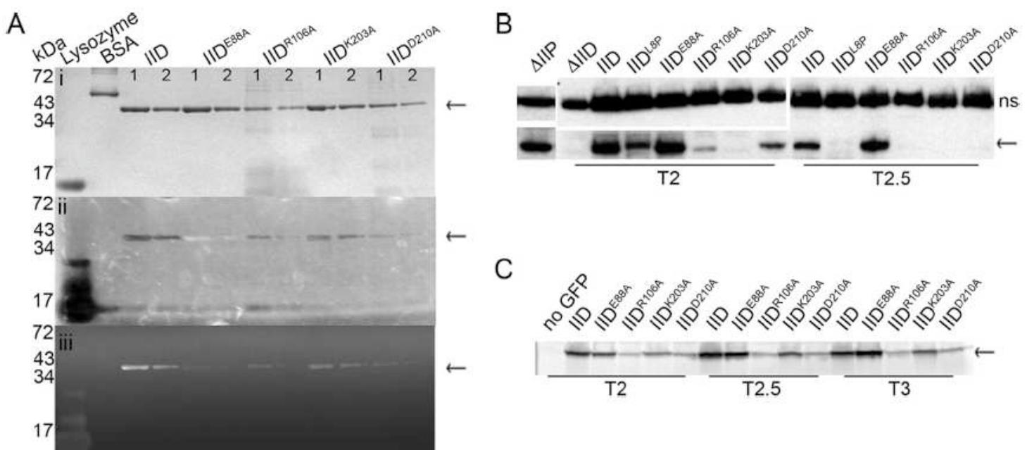 (PDF) Mechanisms facilitating engulfment during sporulation in Bacillus ...