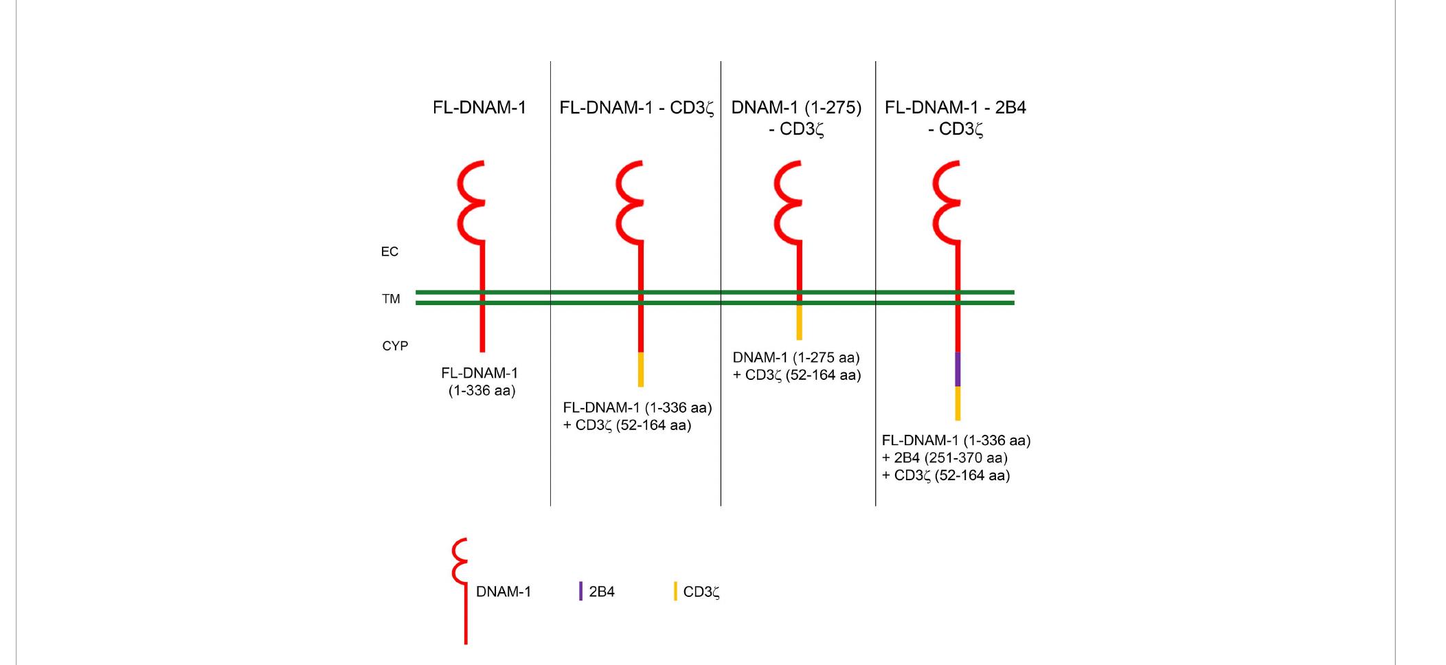 Dnam Schematic diagram of dnam-1-based chimeric receptors. the