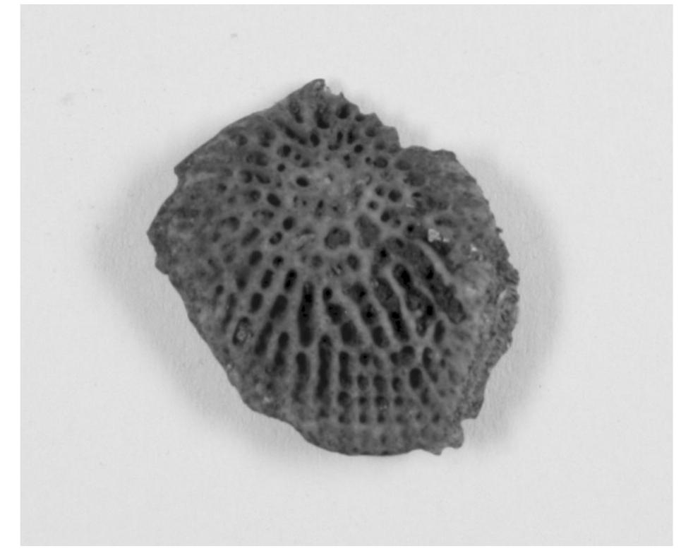 Figure 2 Sturgeon specimen from Olsteinhelleren.  the relative abundances of species and the proportions of specific elements in the final assemblages (e.g. Hufthammer 1992; James 1997; Nagaoka 2005; Olson and Walther 2007; Ritchie 2010; Zohar and Belmaker 2005). As both 2- and 4-mm mesh sieves were used for dry screening at both sites, it is possible to examine the effect of smaller screen size at these sites. Tables 2 and 3 show the relative abundances by family for the 2- and 4-mm fractions; for a few samples, information on mesh-size used was not avail- able. At Sevarhelleren, the 2-mm fraction has a lower proportion of gadids and slightly greater represen- tation of labrids, mackerel and salmonids, compared 