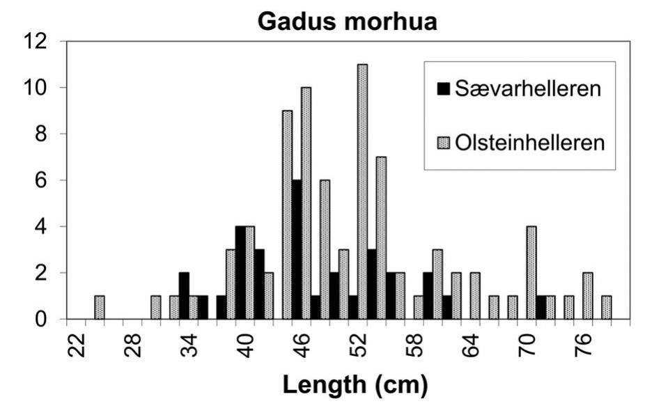Figure 7 Cod sizes at Szvarhelleren and Olsteinhelleren. 