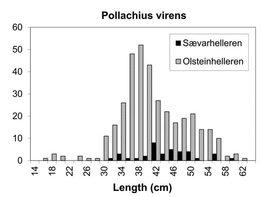 Figure 9 Saithe sizes at Szevarhelleren and Olsteinhelleren.  Figure 8 Pollock sizes at Szevarhelleren and Olsteinhelleren.  of the modern gadid populations of the Masfjorden, which is located approximately 75 km northwest of the rockshelters, offer data on fish behaviour that may be helpful. Nevertheless, spatial and temporal differences, coupled with differences in fishing technol- ogy, may complicate archaeological interpretations based on these data. If much of the fishing activity at the rockshelters occurred in the summer, which is supported by the presence of mackerel, eel and trout/salmon in the assemblages, then increased importance of saithe at Olsteinhelleren points to a shift towards fishing in deeper waters. This is based  