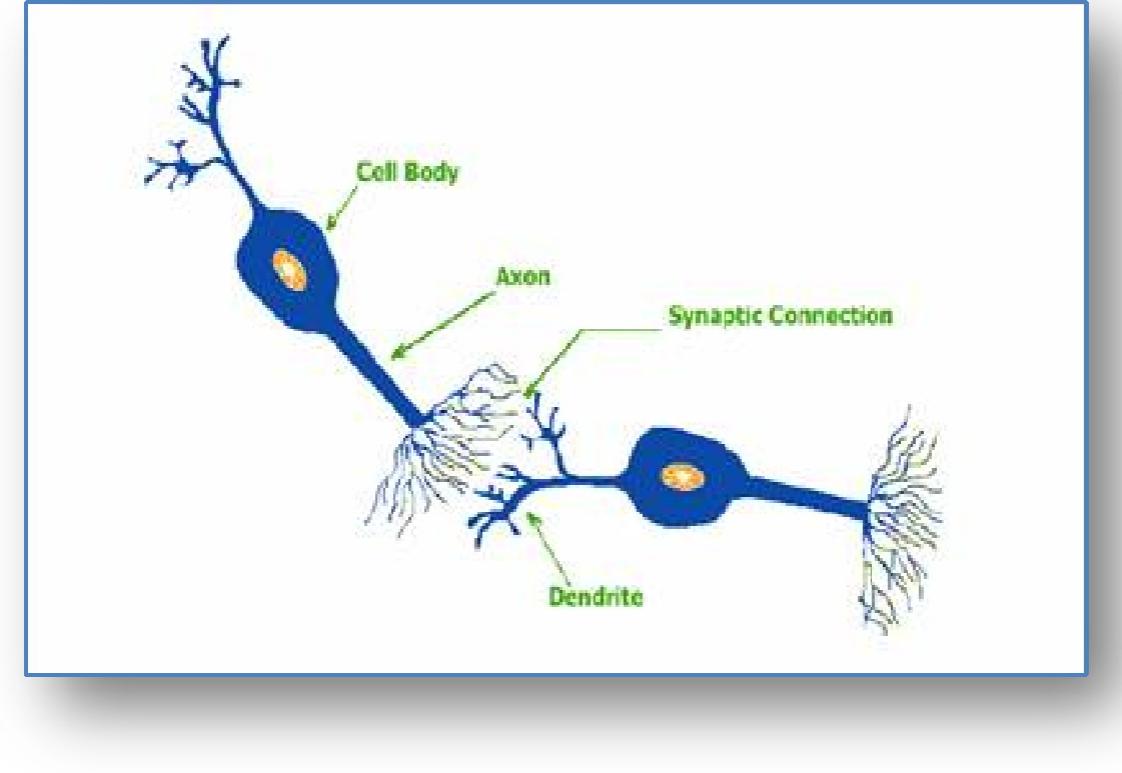 The exact way by which our brain functions is still a