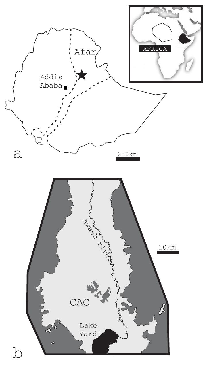 Awash Volcano (PDF) A new species of Hippopotamidae (Mammalia, Artiodactyla) from the ...