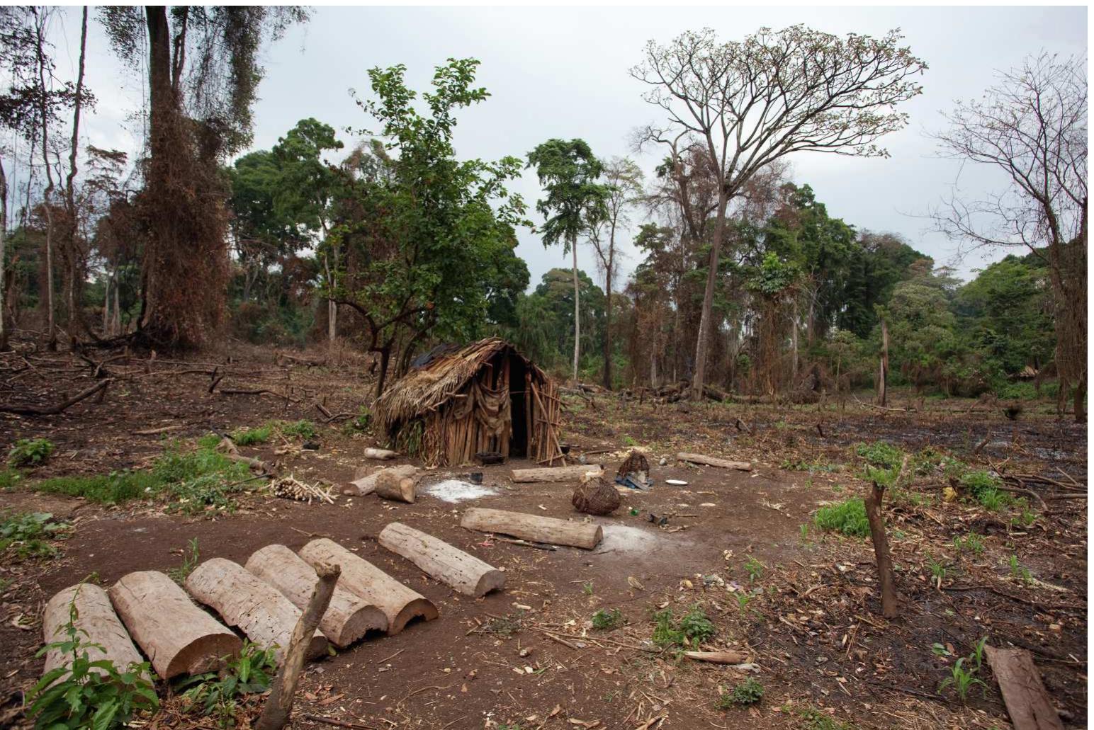 Fig. 5. Chabu beehives and hut in the middle of the forest in the escarpment of Gambela. A typical liminal ecology exploited by the Chabu, who sell honey in the highland markets.  In fact, living in the escarpment has its risks, because, unlike the lowlands, they are close to the centers of power in the plateau. There- fore, many groups have been faced with the dilemma of accepting powerful and menacing neighbors—the Chabu have been progressively chased away by industrial coffee plantations (Dira and Hewlett 2018b)—or escaping to the lowlands. This has in some cases produced split identities. The Gwama people, for instance, divided into two during the last two or three centuries: those who remained in the limit of the plateau became Sith Swala (“Black People”) and those who fled to the base of the escarpment remained Gwama. Although they share the language and many customs, the Sith Swala have been progressively incorporating elements from dominant societies (particularly Oromo), with which they have symbiotic (but largely asymmetrical) interactions (Gonzalez-Ruibal 2014: 256-282). This splitting has occurred again as recently as 2004-2005. As mentioned above, the Ethiopian government constructed infrastructures in the escarpment with a “civilizing” pur- pose: to attract local communities, to better control them and to provide services. Offered with the opportunity to resettle, some of the people living at the base of the escarpment and belonging to the Gwama, Komo and Ganza groups decided to move to the new villages and take advantage of the services provided by the government. Others, however, decided to remain in their homeland or move further away into the  I have adopted a long-term approach, aided by archaeology, to explore long-term phenomena that have shaped historical experience in the Horn of Africa and that still have an influence in the present. I argue 