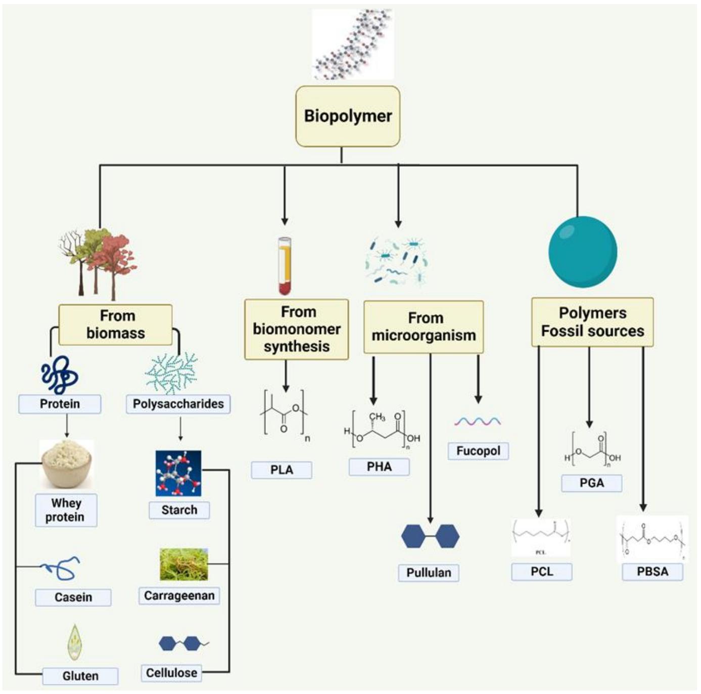 Various biopolymers derived from different renewable and