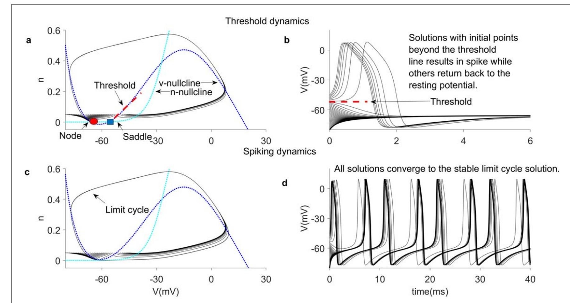 Continuous Node (PDF) Representation of single neuron dynamics using 1-D and 2-D ...