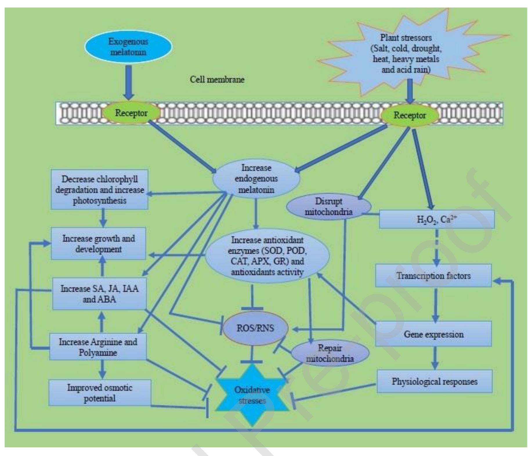 Figure 2 - from Melatonin plays multifunctional role in