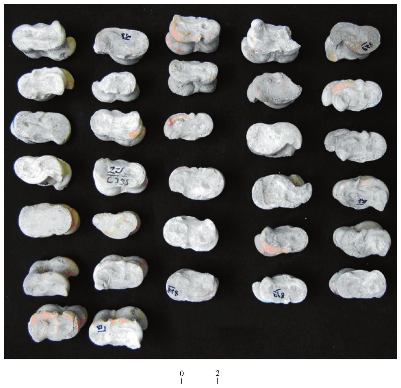 Fig. 9. Astragali from Area C L4042 (photography: L. Sapir-Hen). 
