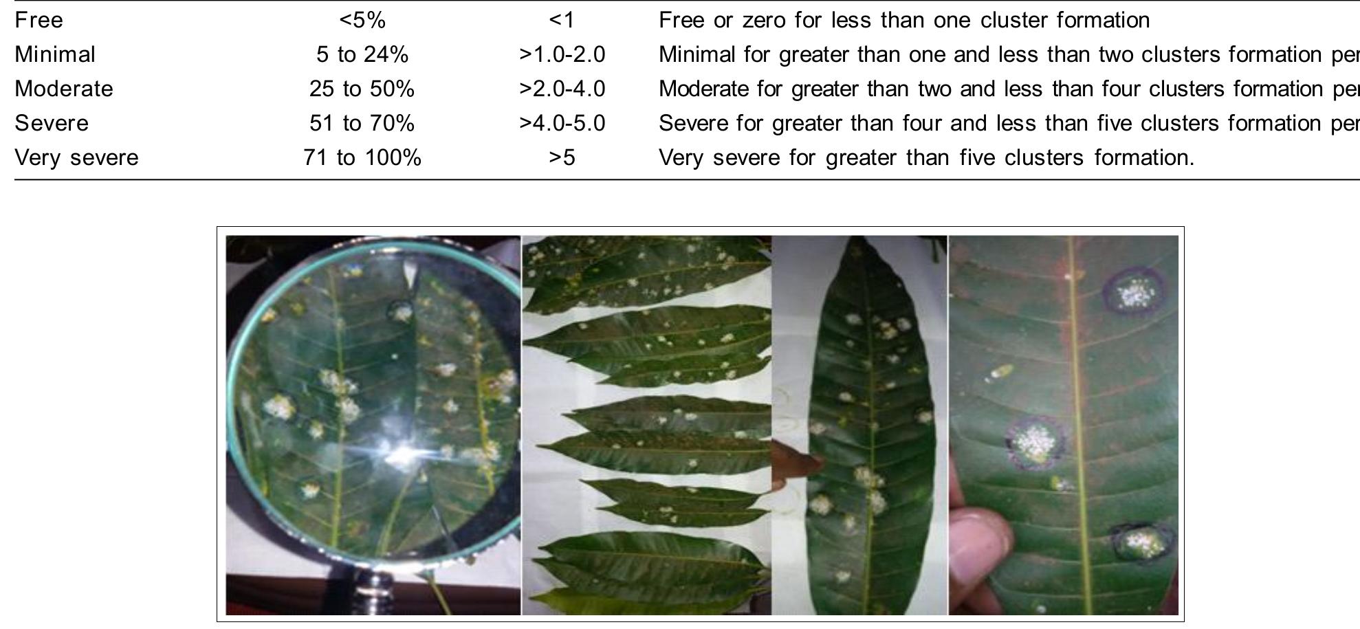 (PDF) Factors Influencing White Mango Scale (Aulacaspis tubercularis ...