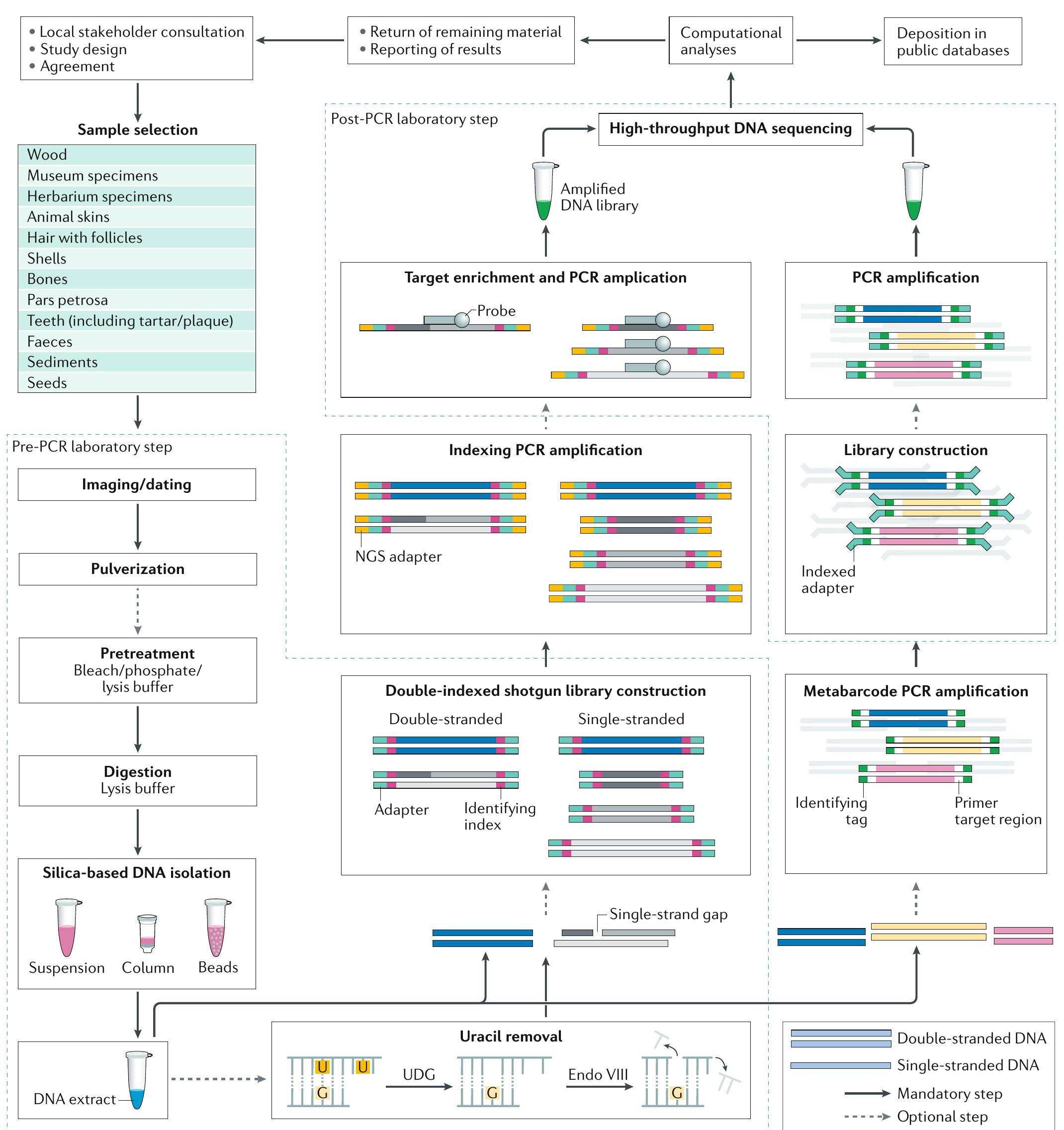 (PDF) Ancient DNA analysis
