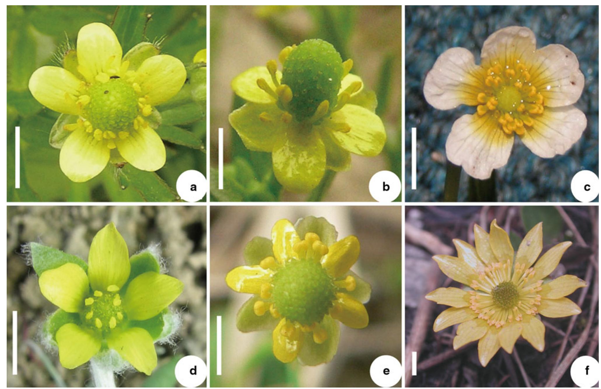 (PDF) Inflorescence and floral development in Ranunculus and three ...