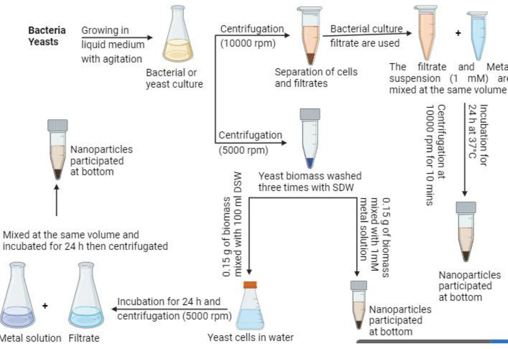 (PDF) Efficacy of Biologically Synthesized Nanoparticles on Suppression ...
