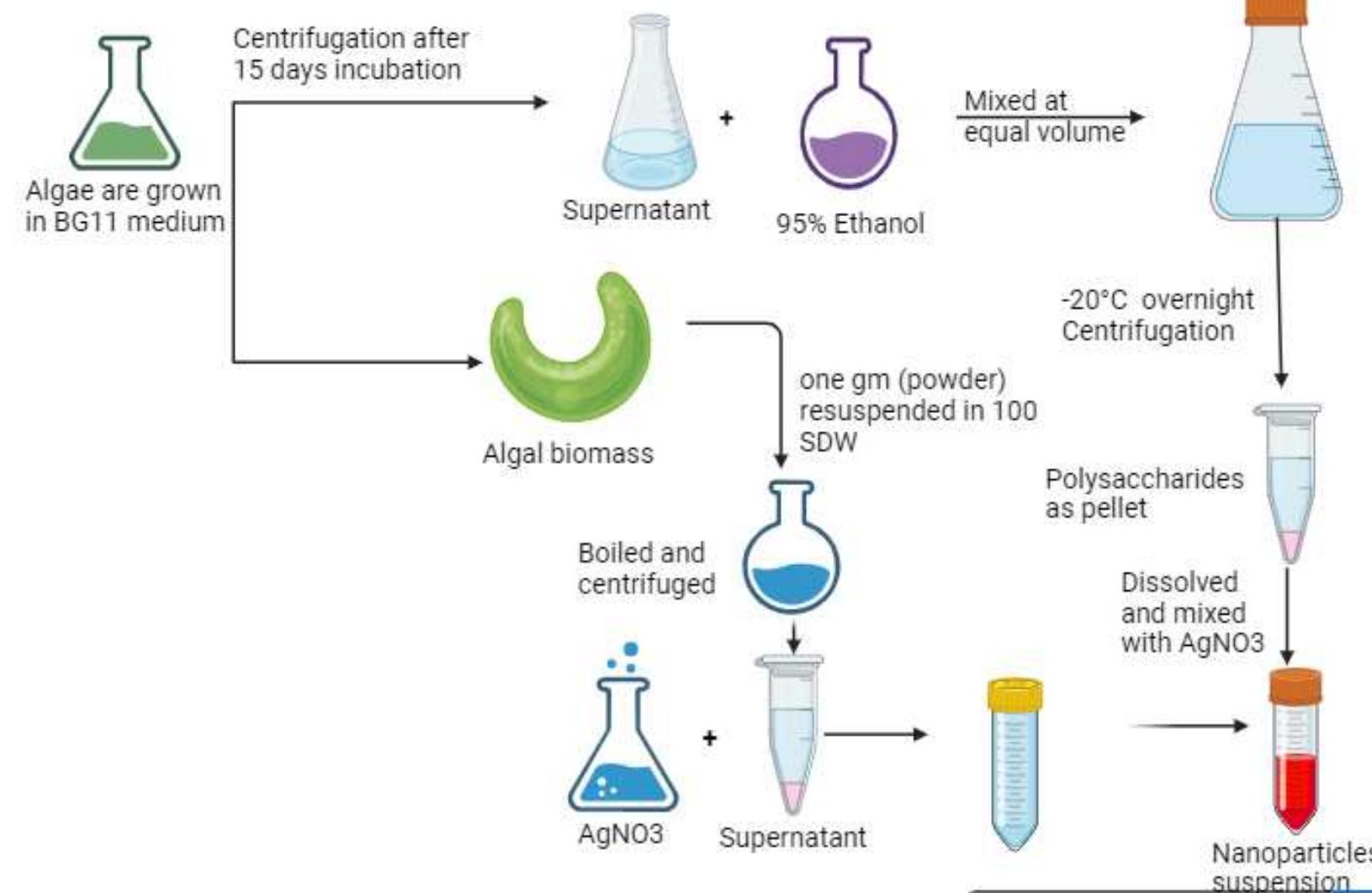 (PDF) Efficacy of Biologically Synthesized Nanoparticles on Suppression ...