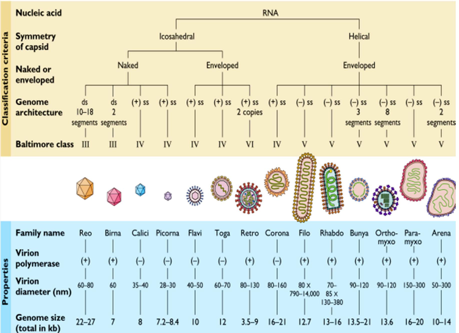 (PDF) Review on Classification and Nomenclature of Viruses