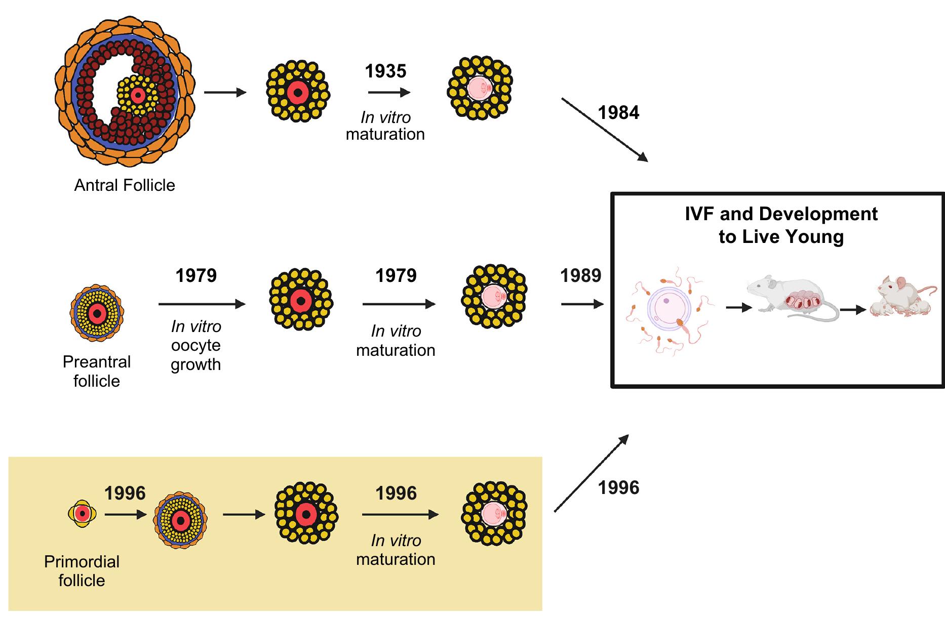 Development of mouse follicle/oocyte culture systems.