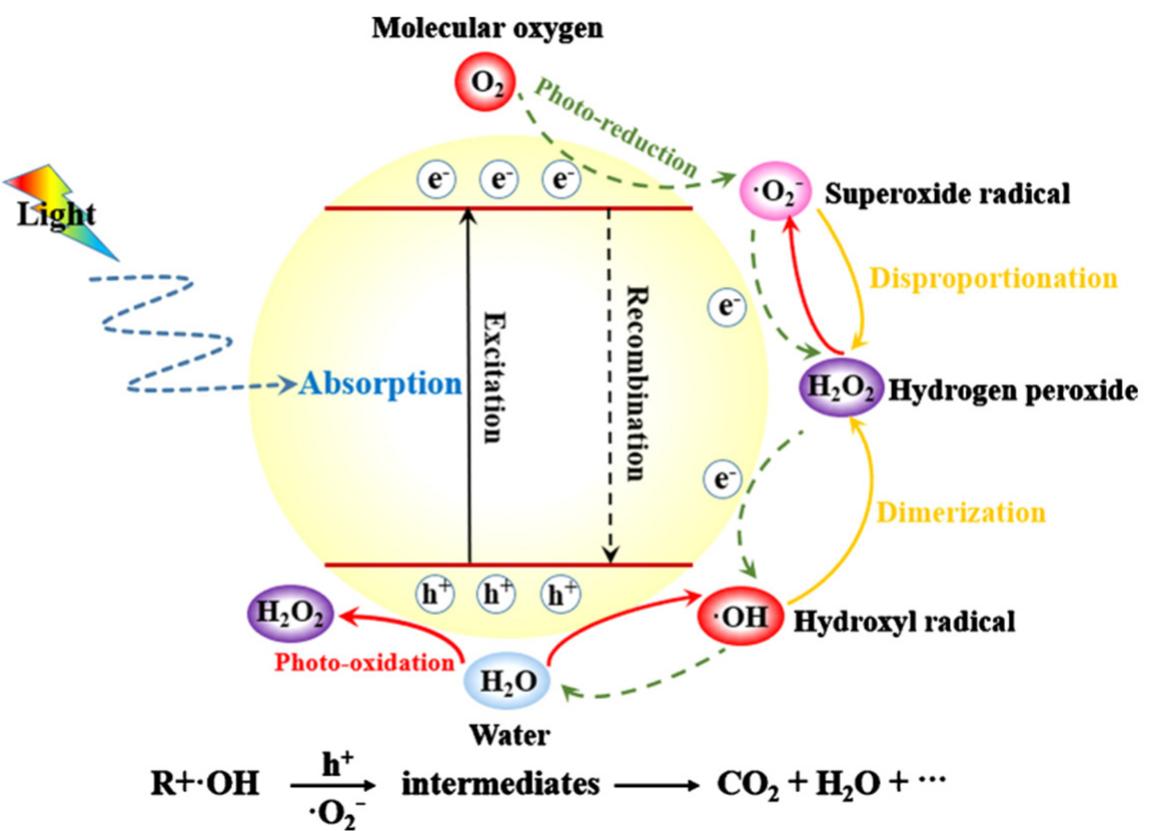Schematic diagram illustrating the mechanism of