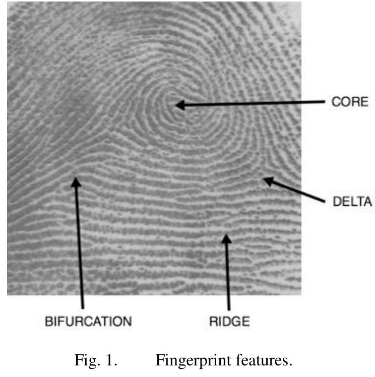 (PDF) A Short Review of Gender Classification based on Fingerprint ...