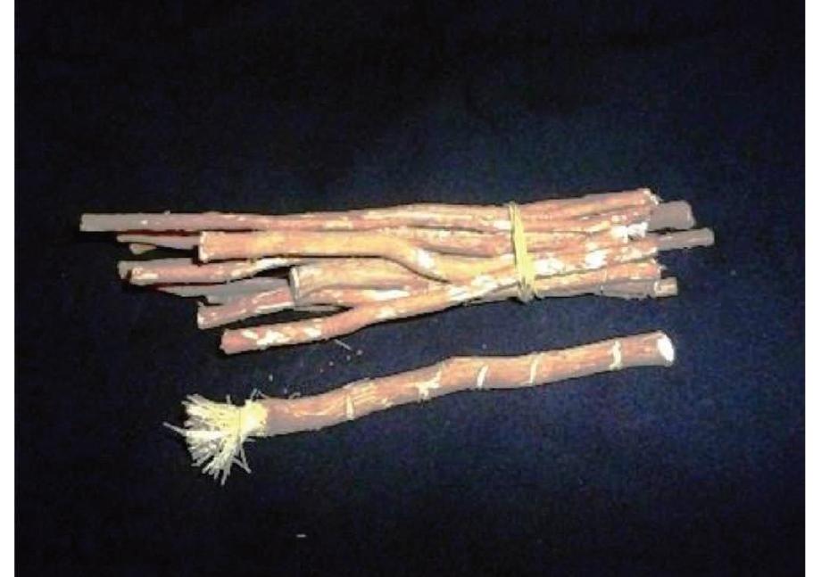 Figure 10: The Miswak’s branches. Credit: Iqbal Osman, CC BY 2.0 <https://creativecommons.org/licenses/by/2.0>, via Wikimedia commons. Available from https://upload.wikimedia.org/wikipedia  /commons/a/a2/Miswak2.jpg. 