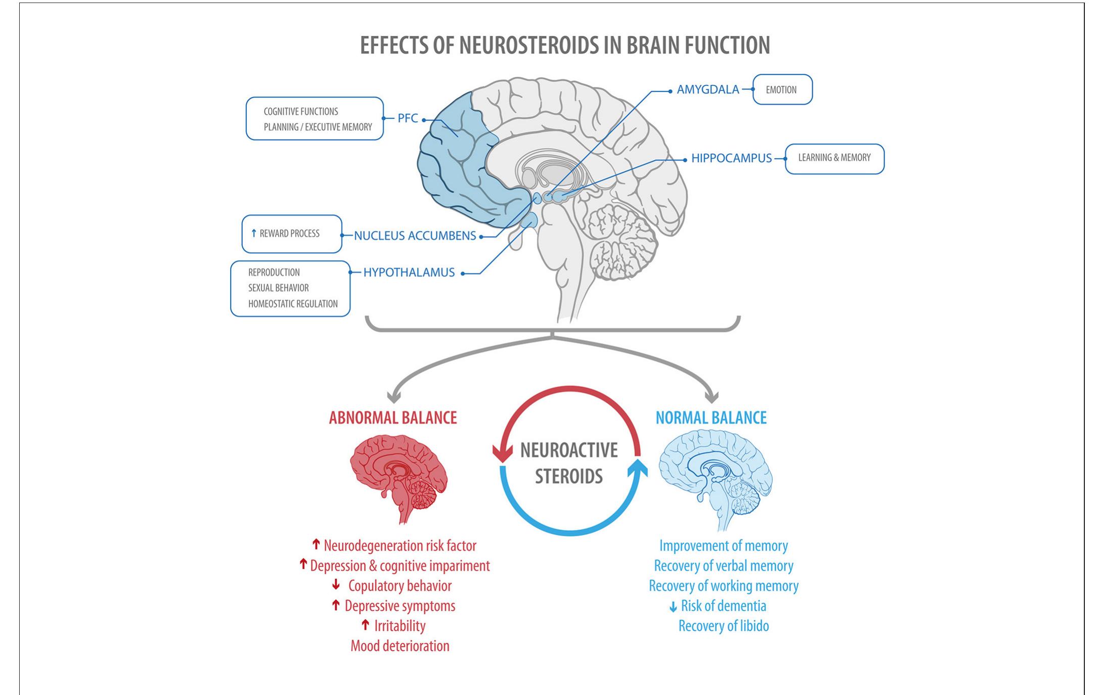 (PDF) Steroid Hormones and Their Action in Women's Brains: The ...