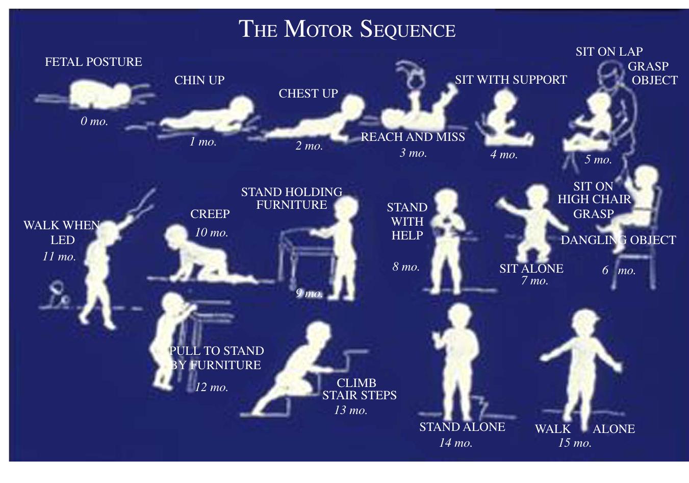 yure 1 — The infant motor development sequence reproduced from Shirley (1931). 