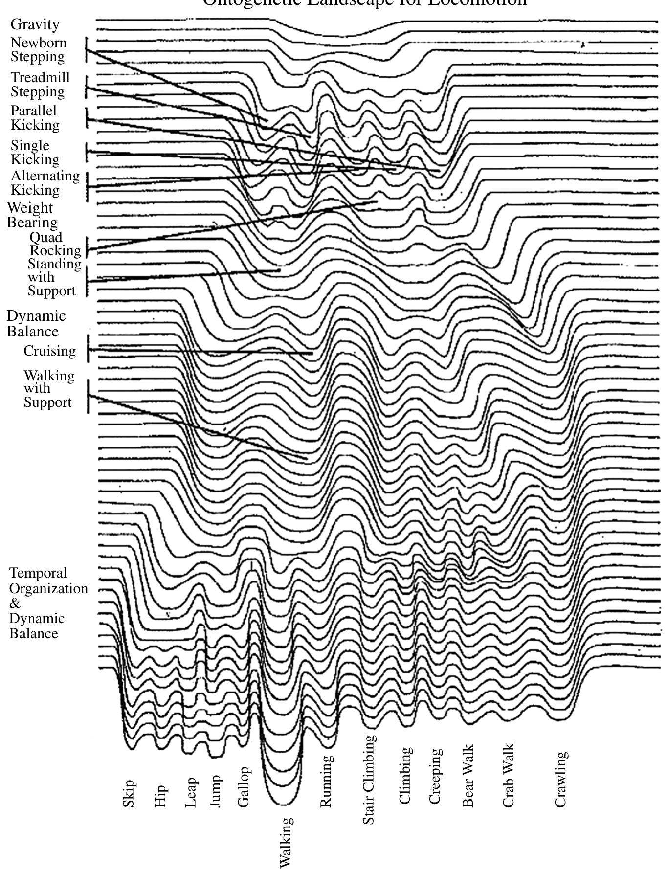 Figure 2 — Multiple time scales of development. This figure depicts an elaborated form of Waddington’s landscape. Adapted by Thelen and Smith (1994) from Muchisky et al. (1996). 