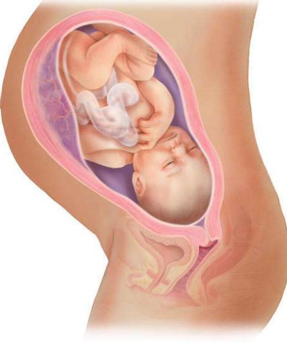 Figure 18:  Medical illustration of a foetus within its mother’s womb (courtesy to Jonathan Dimes for BabyCenter). 