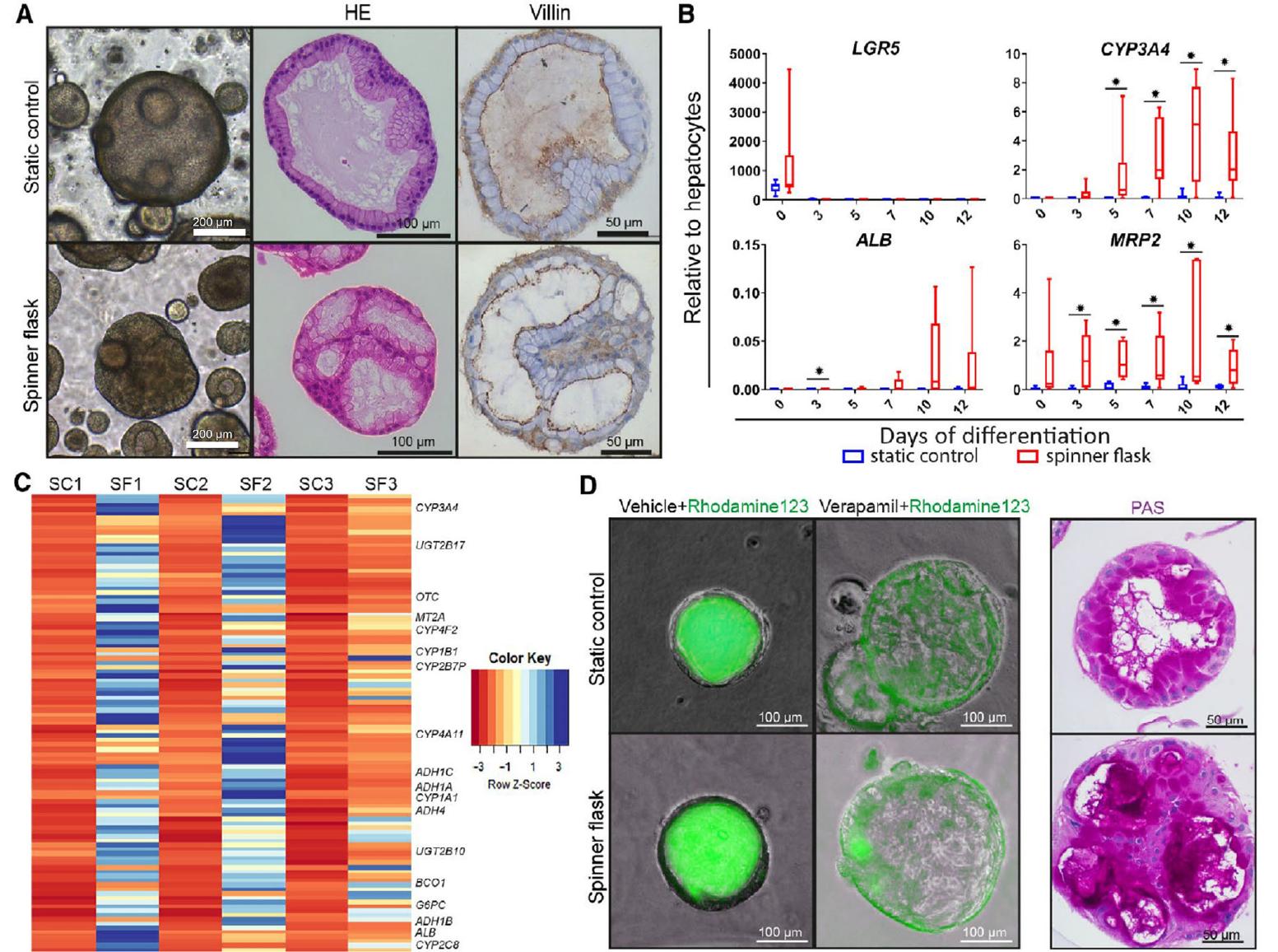 (PDF) Bioreactor Technologies for Enhanced Organoid Culture