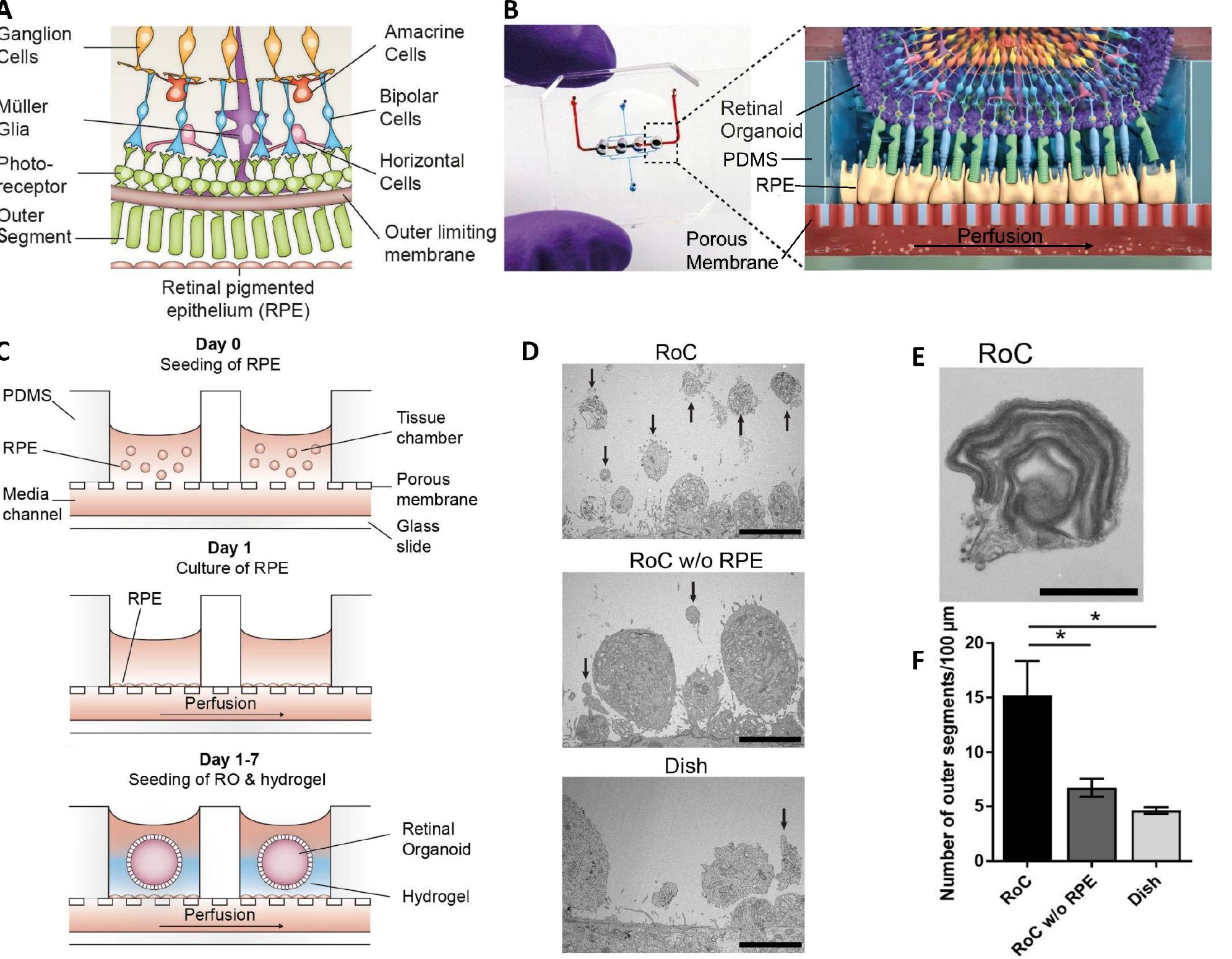 (PDF) Bioreactor Technologies for Enhanced Organoid Culture
