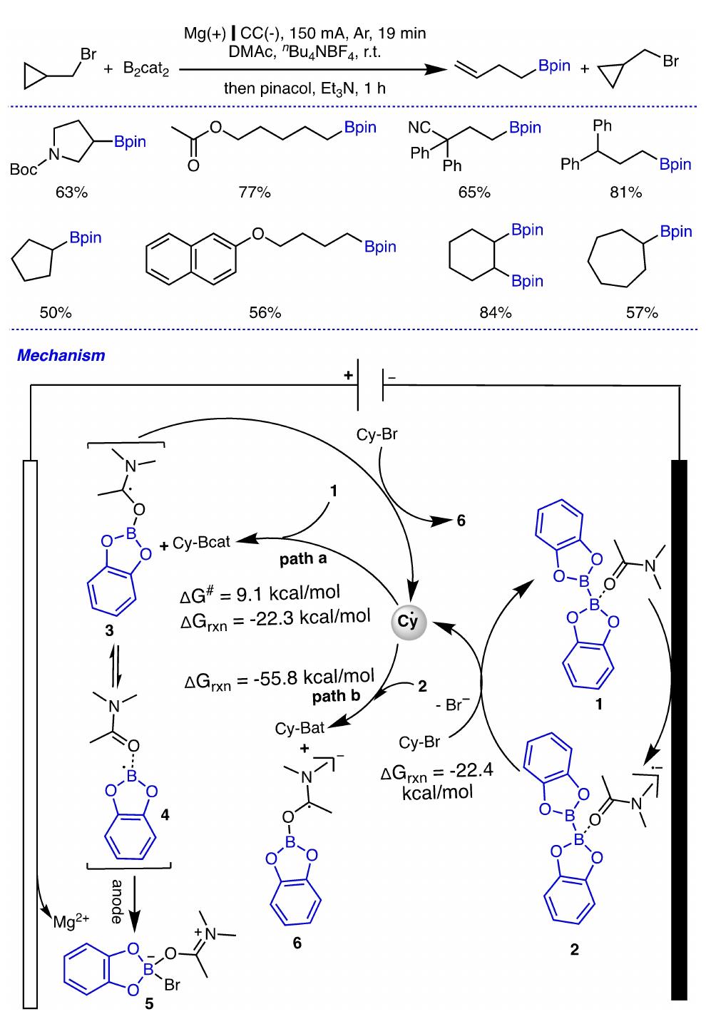 Scheme 3. Electrochemical borylation of alkyl halides to alkyl boronic ester: and its proposed mechanism.  A novel B-B bond activation method for B,cat, was developed for the scalable, transition-metal, and external mediator-free access to a variety of gem-diborylalkanes 