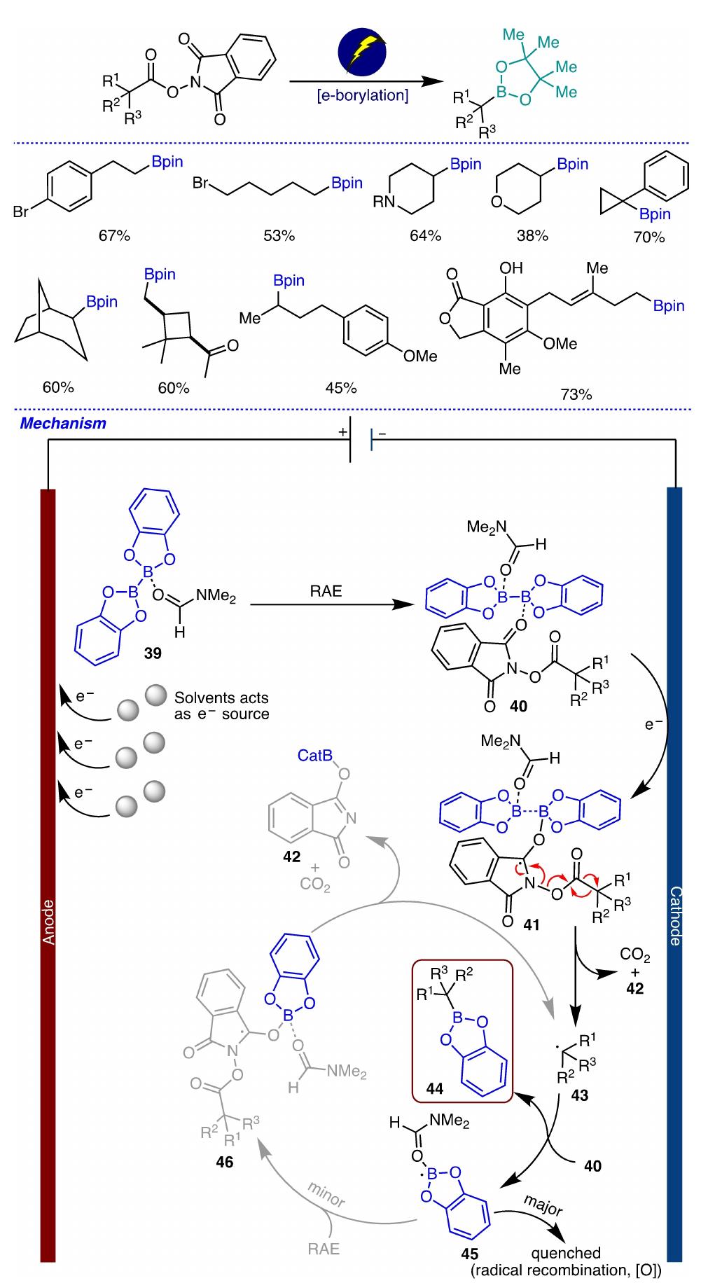 Scheme 13. Electrochemical borylation of carboxylic acids and its proposed mechanism. 