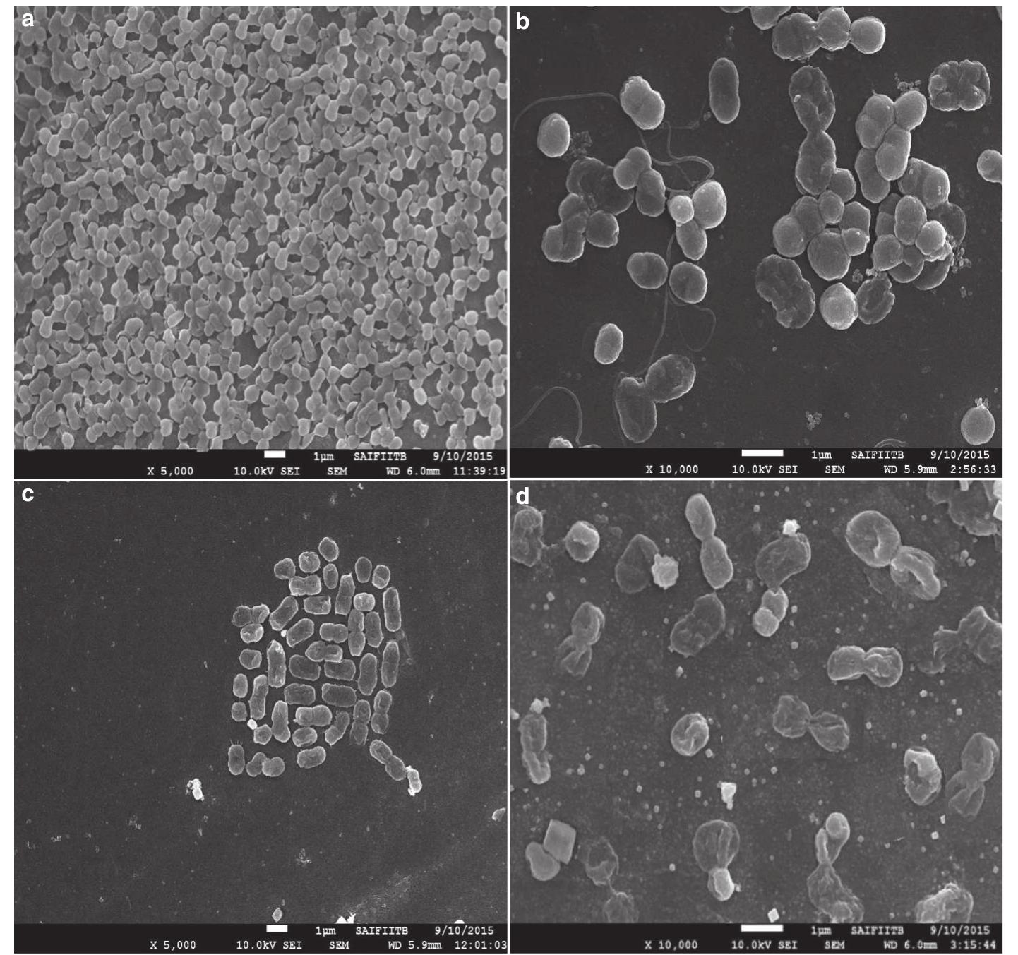 Figure 2 - from Antibacterial Activities of Bacteriagenic